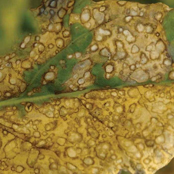Ramularia Leaf Spot - Beet